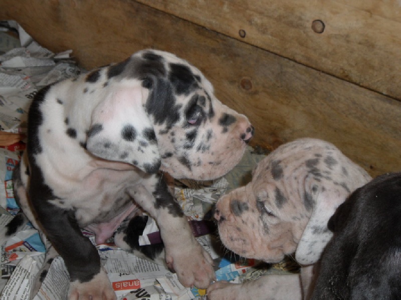 de L'Harnois Blanc - Dogue allemand - Portée née le 04/07/2013