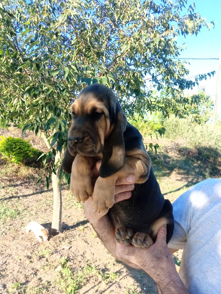 de L'Harnois Blanc - Chiots disponibles - Chien de Saint-Hubert