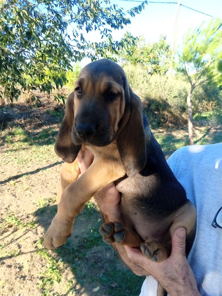 de L'Harnois Blanc - Chiots disponibles - Chien de Saint-Hubert