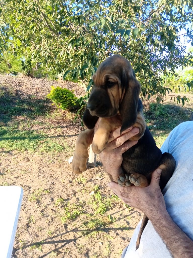 de L'Harnois Blanc - Chiots disponibles - Chien de Saint-Hubert