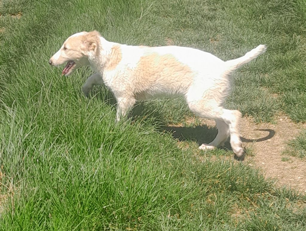 de L'Harnois Blanc - Chiots disponibles - Barzoi