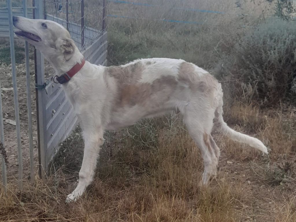 de L'Harnois Blanc - Chiots disponibles - Barzoi