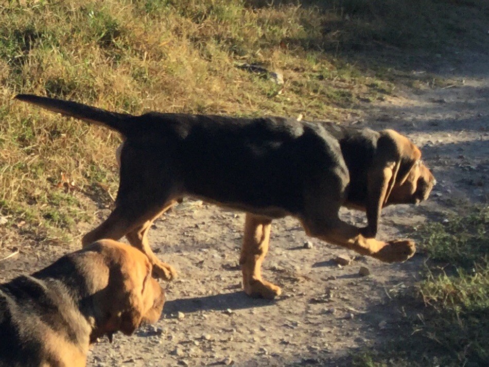 de L'Harnois Blanc - Chiots disponibles - Chien de Saint-Hubert