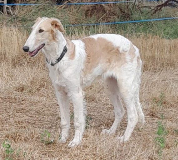 de L'Harnois Blanc - Chiots disponibles - Barzoi