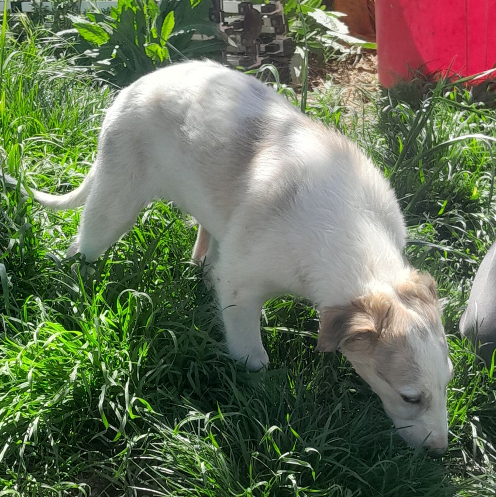 de L'Harnois Blanc - Chiots disponibles - Barzoi