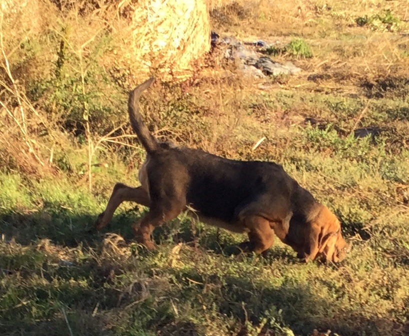 de L'Harnois Blanc - Chiots disponibles - Chien de Saint-Hubert