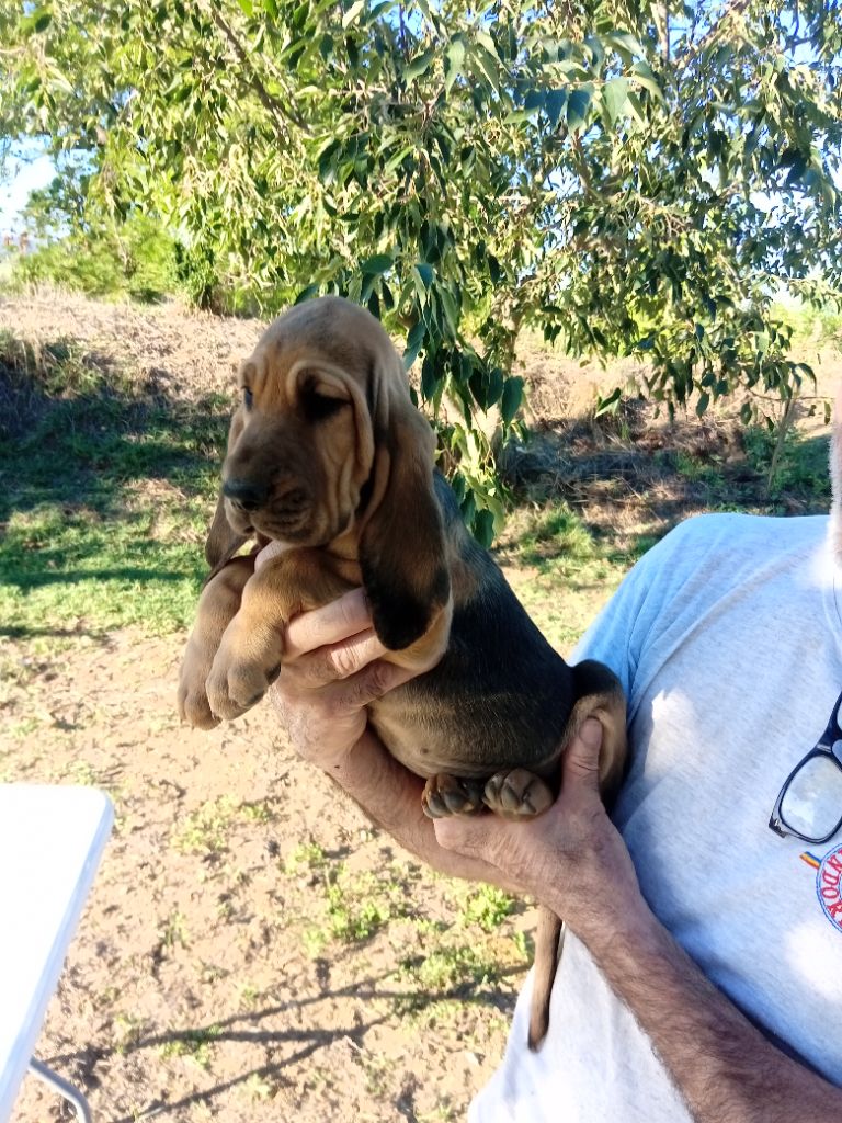 de L'Harnois Blanc - Chiots disponibles - Chien de Saint-Hubert