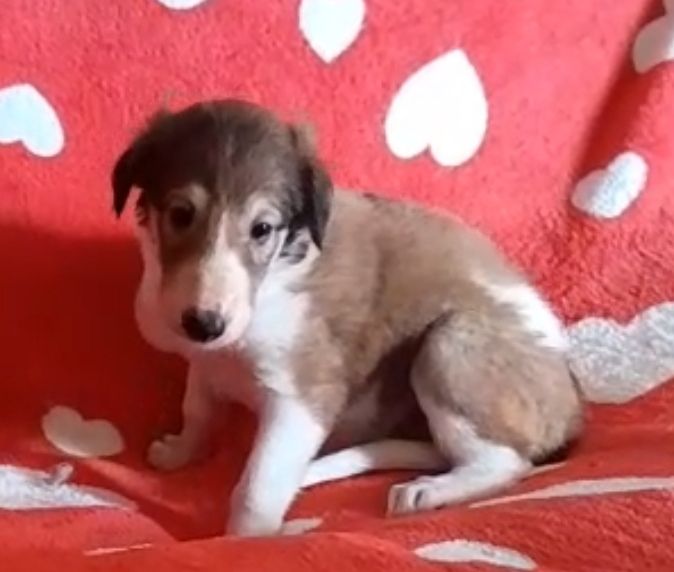 de L'Harnois Blanc - Chiots disponibles - Barzoi