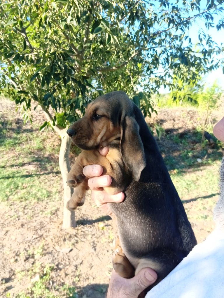 de L'Harnois Blanc - Chiots disponibles - Chien de Saint-Hubert