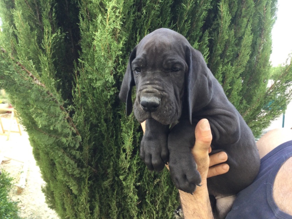 de L'Harnois Blanc - Chiots disponibles - Dogue allemand