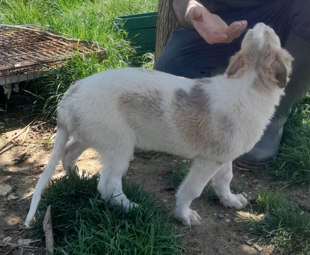 de L'Harnois Blanc - Chiots disponibles - Barzoi