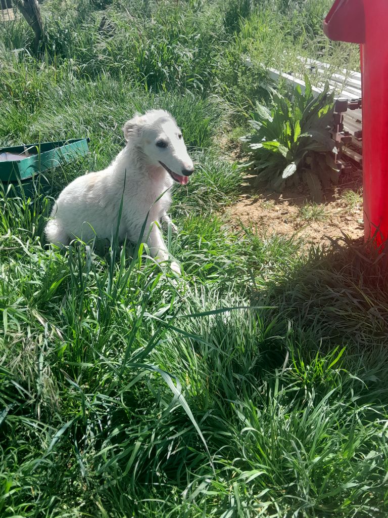 de L'Harnois Blanc - Chiots disponibles - Barzoi