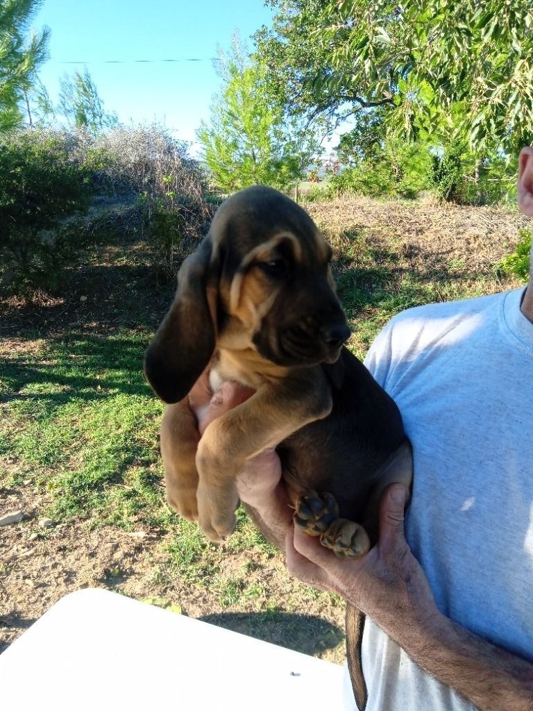 de L'Harnois Blanc - Chiots disponibles - Chien de Saint-Hubert