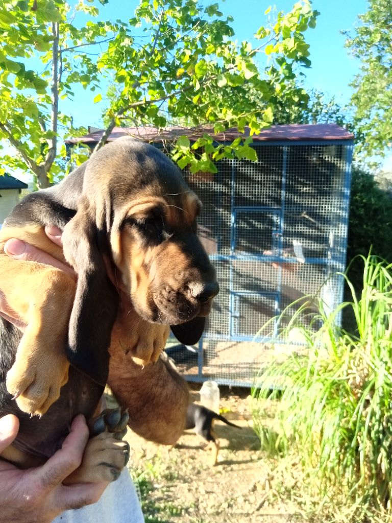 de L'Harnois Blanc - Chiots disponibles - Chien de Saint-Hubert