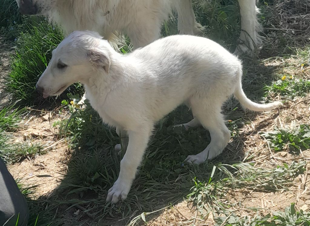 de L'Harnois Blanc - Chiots disponibles - Barzoi