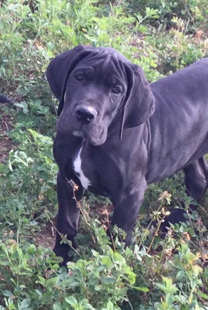 de L'Harnois Blanc - Chiots disponibles - Dogue allemand