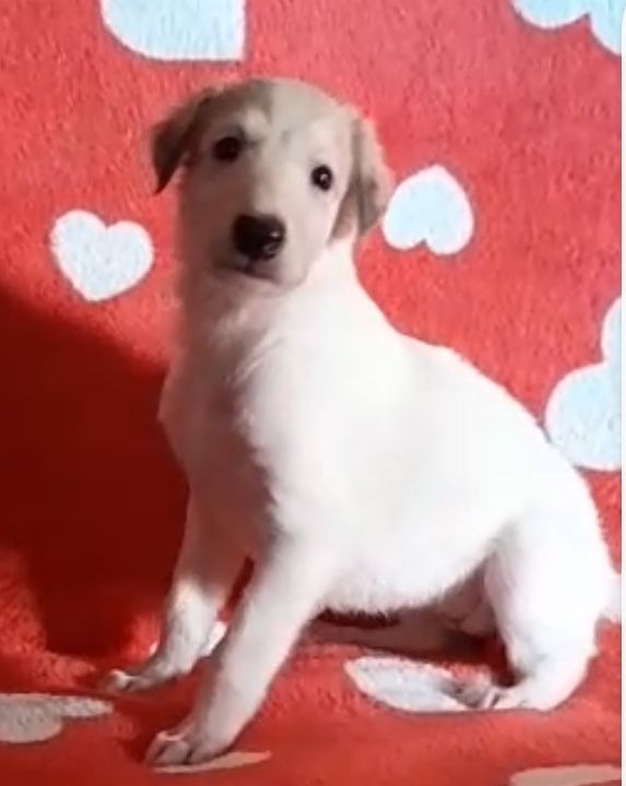 de L'Harnois Blanc - Chiots disponibles - Barzoi