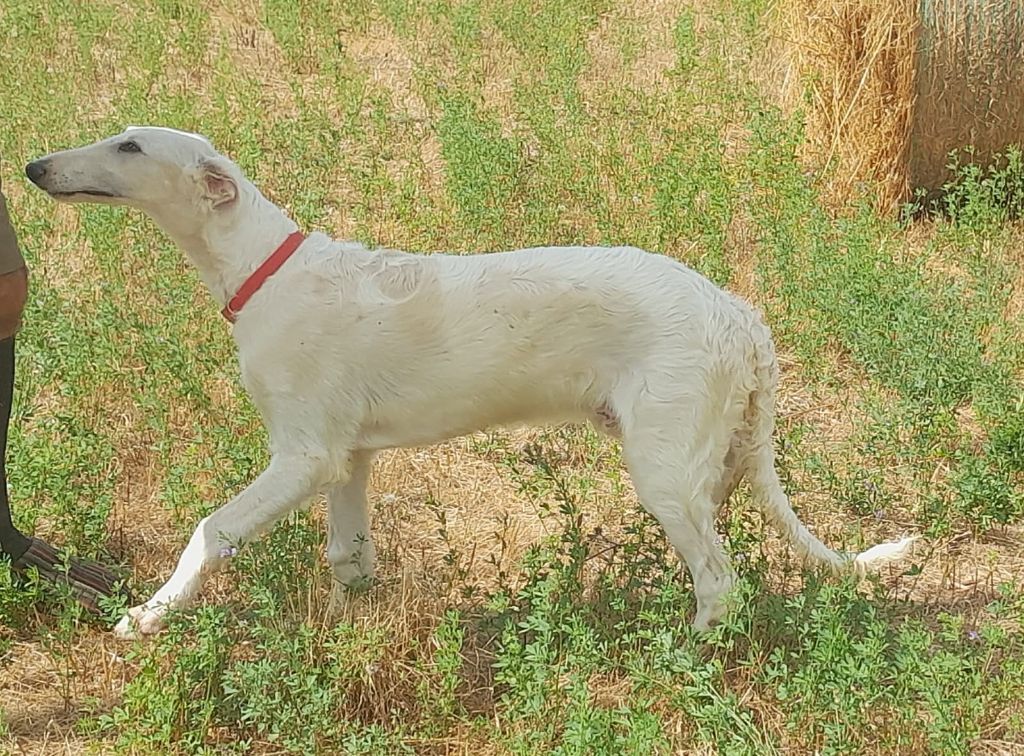 de L'Harnois Blanc - Chiots disponibles - Barzoi