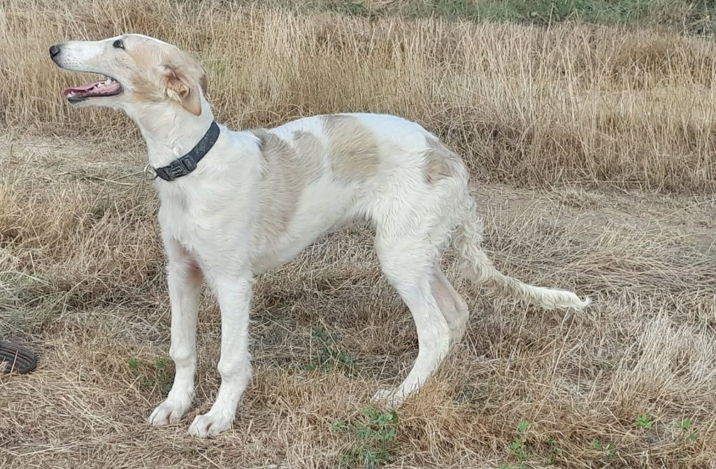 de L'Harnois Blanc - Chiots disponibles - Barzoi