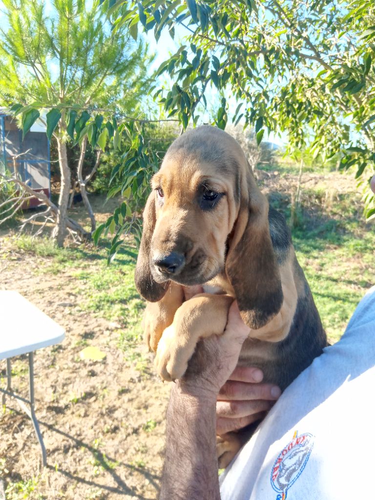 de L'Harnois Blanc - Chiots disponibles - Chien de Saint-Hubert