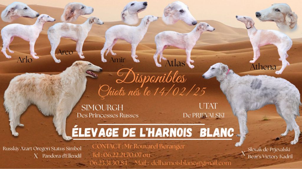 Chiot Barzoi de L'Harnois Blanc