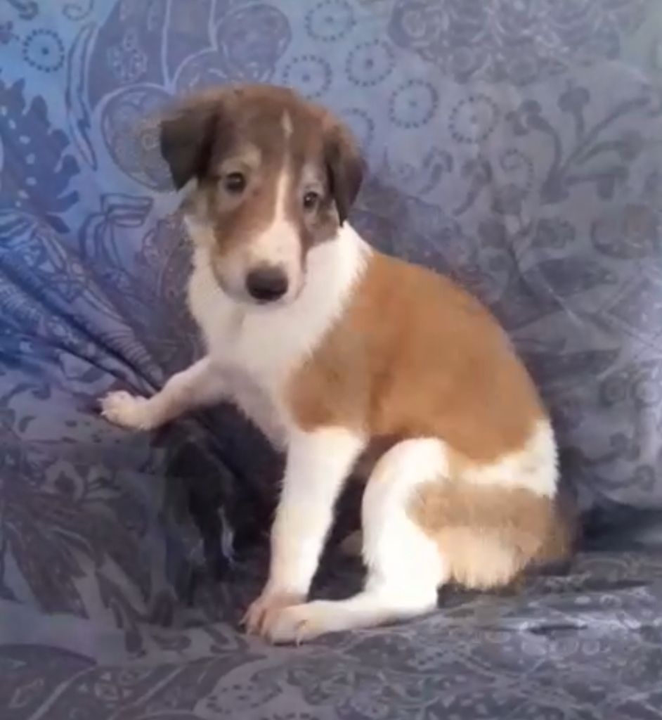 de L'Harnois Blanc - Chiots disponibles - Barzoi